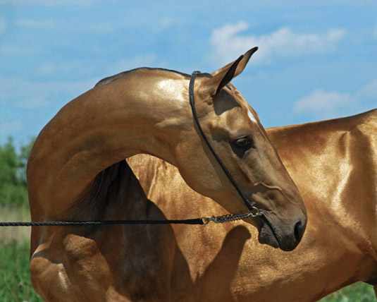 Голова текинца - очень красивая лошадь