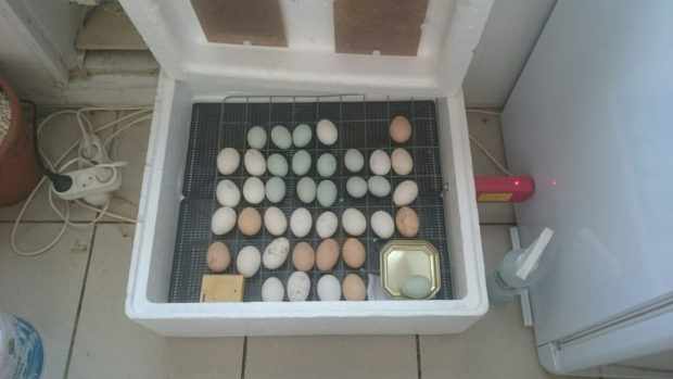 Закладка яиц кур разных пород