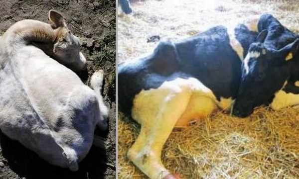 Заболевшие животные лежат и отказываются от еды