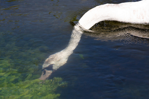 Лебедь ест водоросли до дна