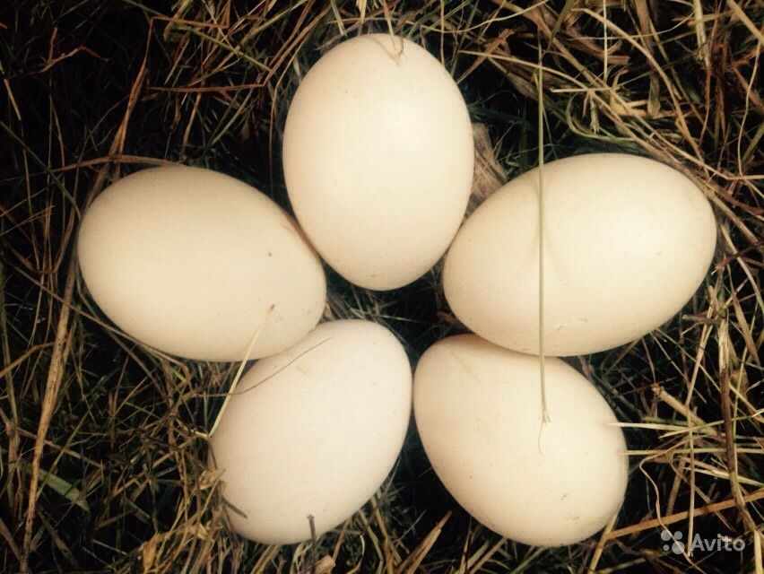 Яйца мускусной утки