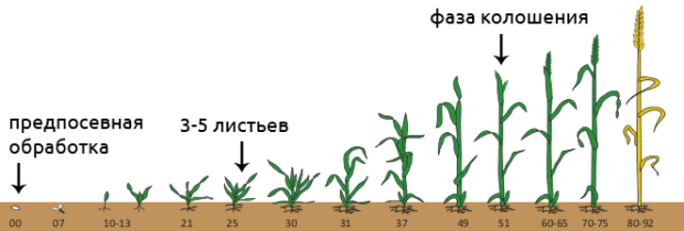Фазы роста пшеницы