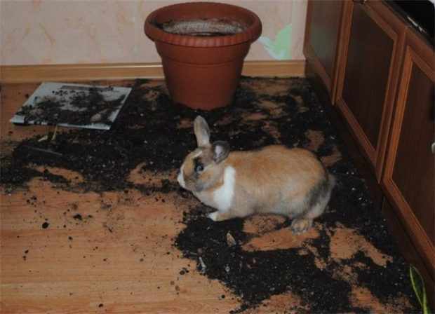 Кролик разрыл цветок