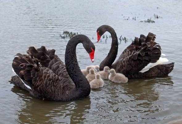 Семья черных лебедей