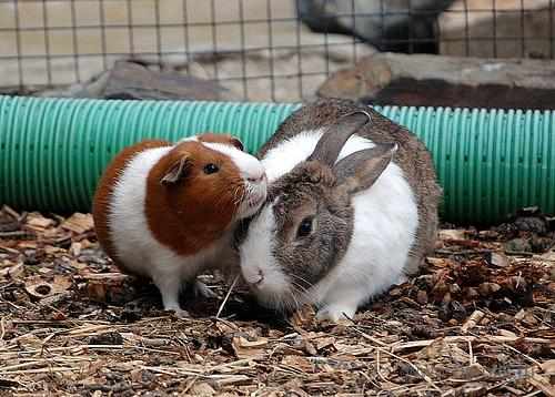 Свинка и кролик хорошо уживаются вместе