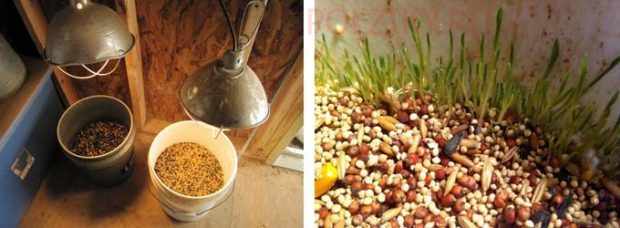 Проращивание зерна - дополнительные витамины