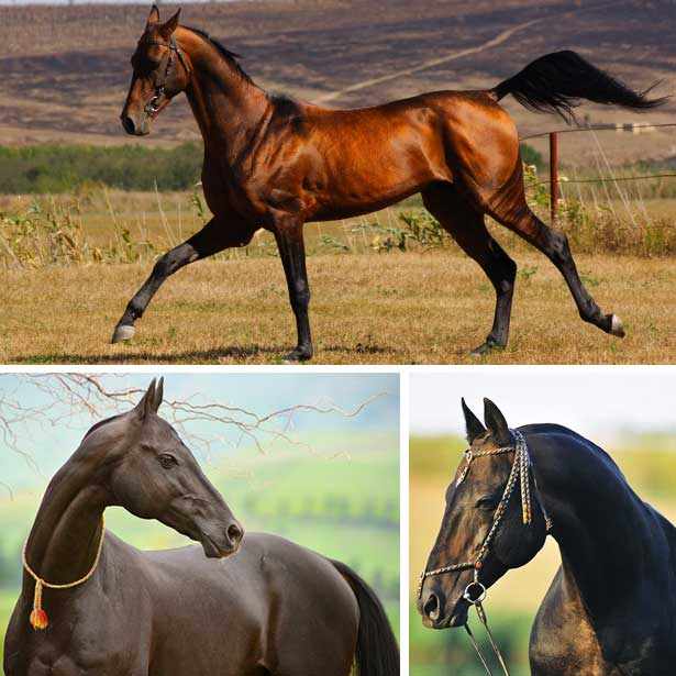 Различные масти лошадей