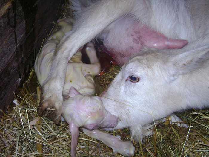 Новорожденный козленок