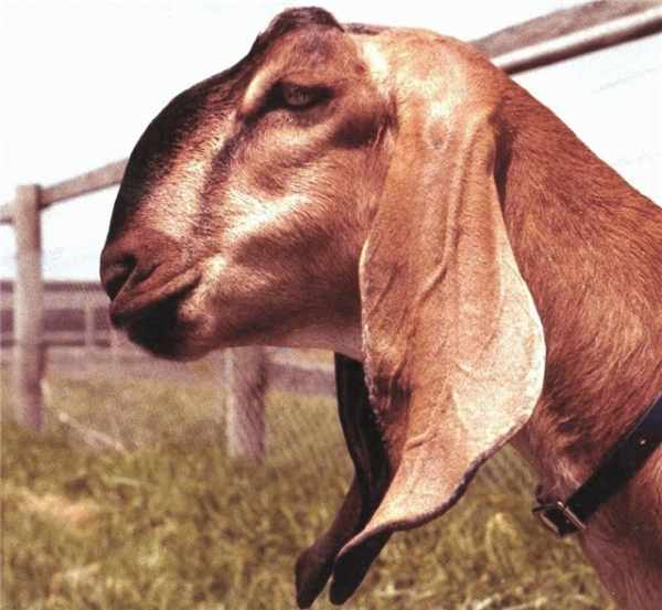 Голова нубийской козы имеет особенный вид