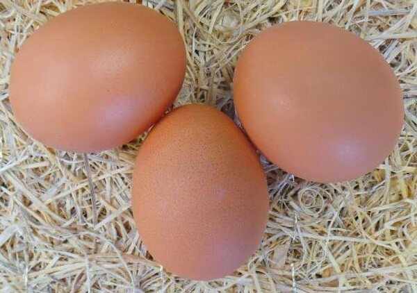 Яйца Ломан Браун