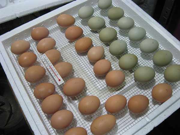 Яйца в рамочном лотке