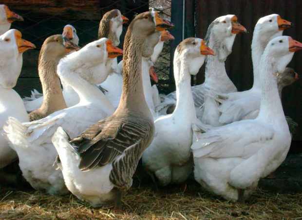 Холмогорские гуси - самая крупная порода