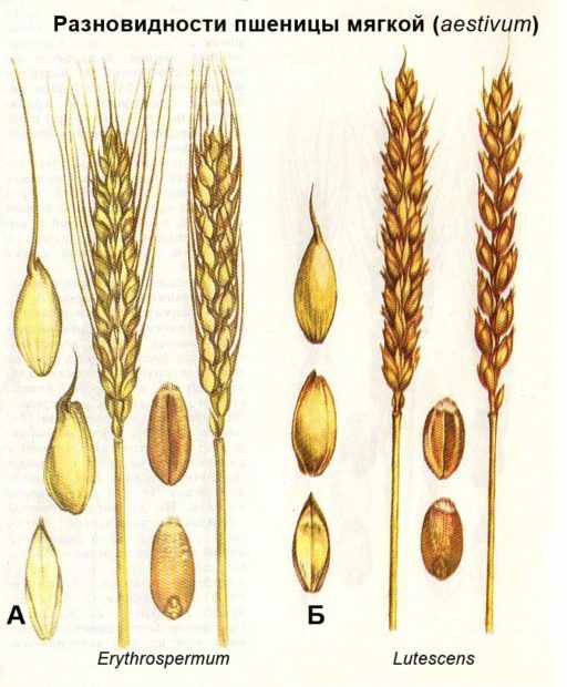 Остая и безостая пшеница