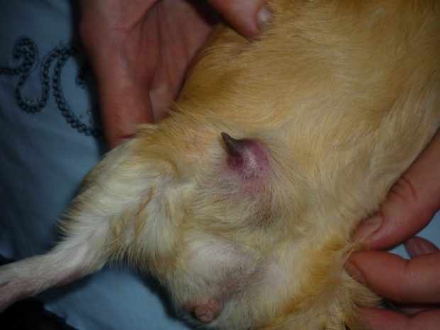 Мастит у морской свинки требует ветеринарного лечения