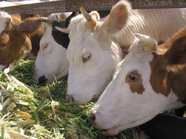 Сочные корма дают коровам в стойле
