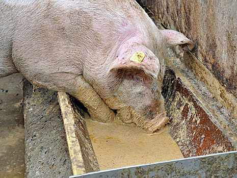 Суповая мешанка - свиньи постоянно грязные