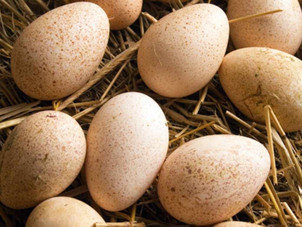 Яйца индюка