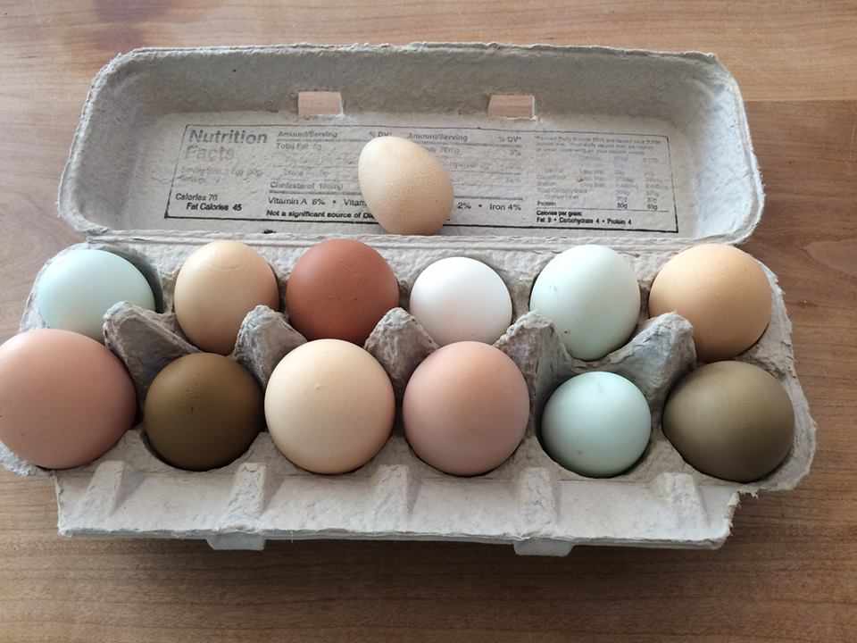 Куры несущие цветные яйца фото