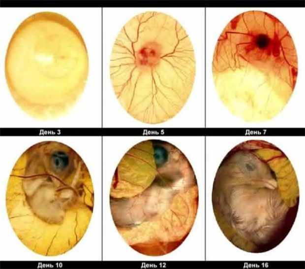 Развитие эмбриона курицы
