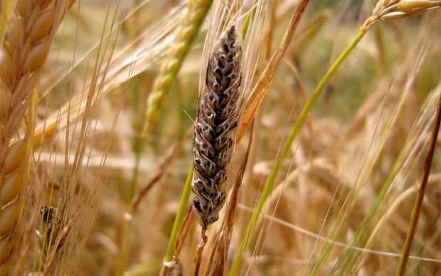 Головня пшеницы