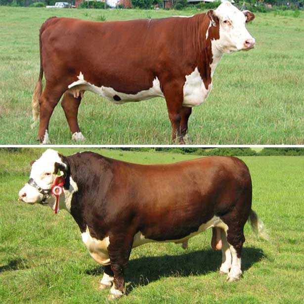 Герефордская порода корова и бык