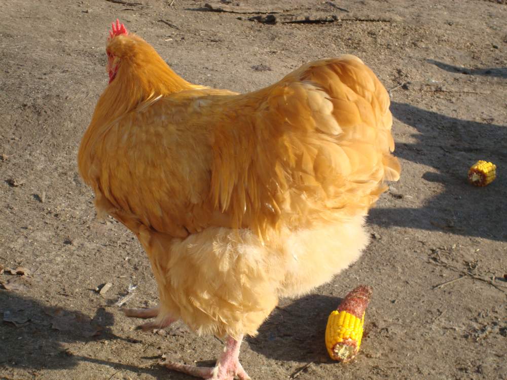 Курица орпингтон золотой