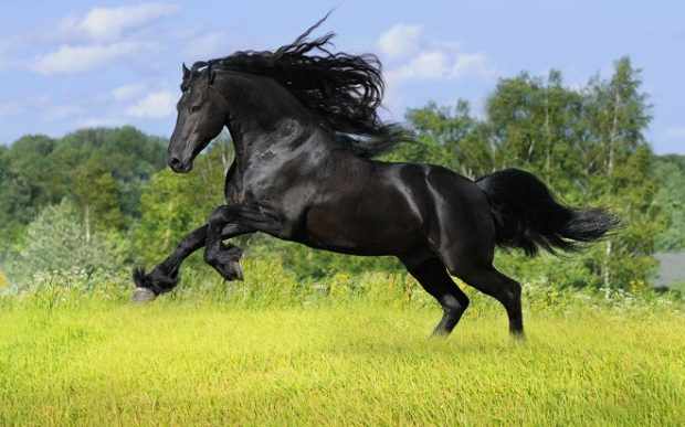 Вороной конь чисто черного цвета