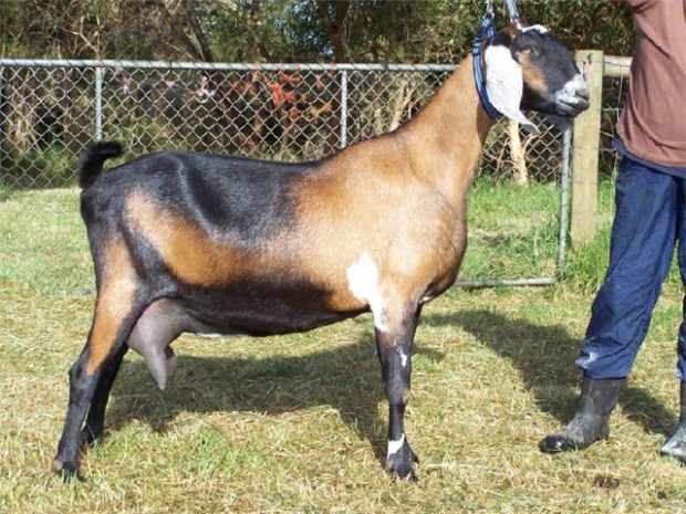Нубийская коза имеет длинные уши