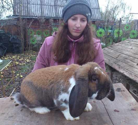 Кролик французский баран до 5 кг