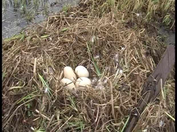Гнездо лебедя с яйцами