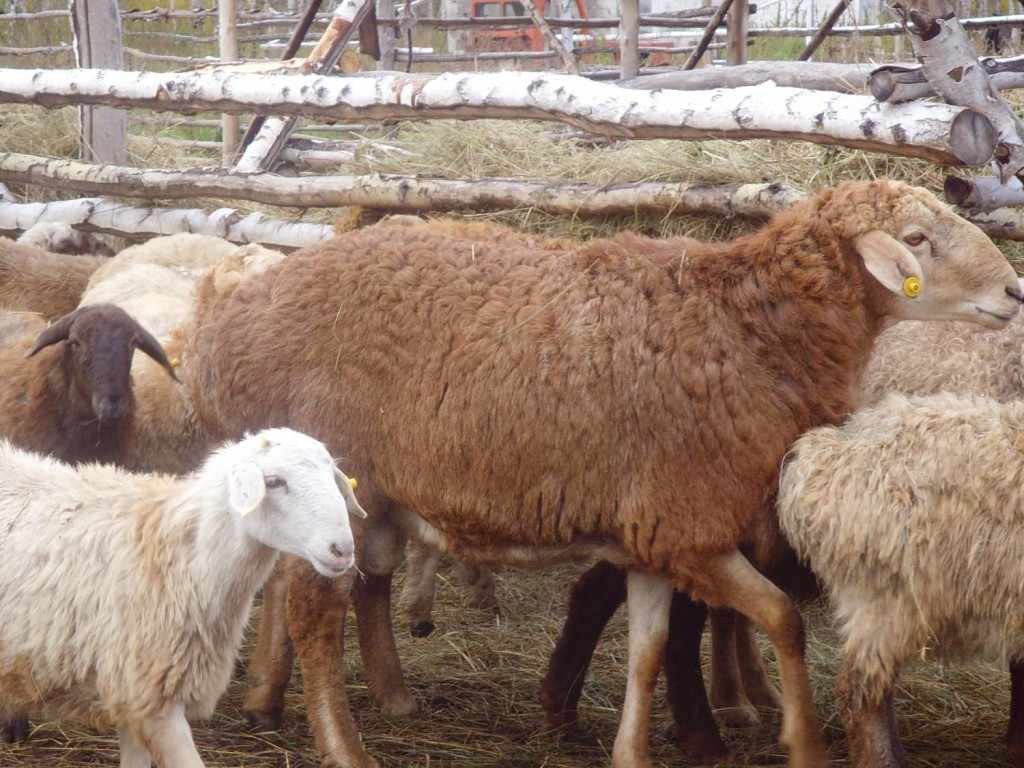 Эльдибаевские овцы