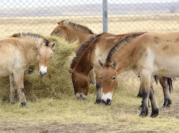 Лошади Пржевальского - краснокнижный вид