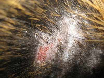 Аллергические проявления у свинки на коже