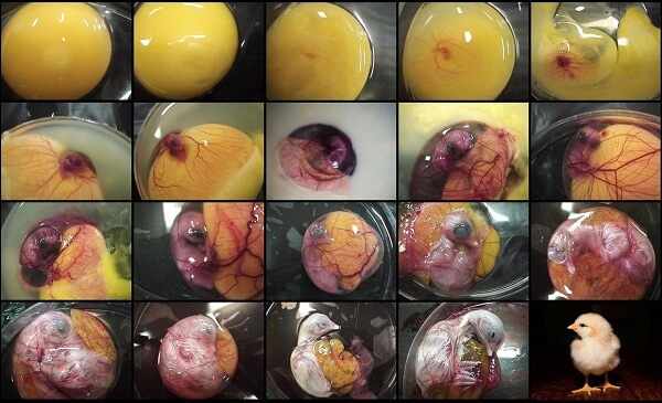Этапы развития эмбриона