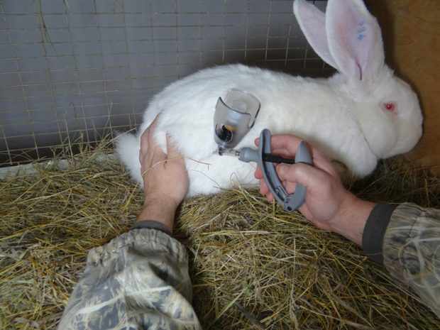 Вакцинация кролей - защита от болезней