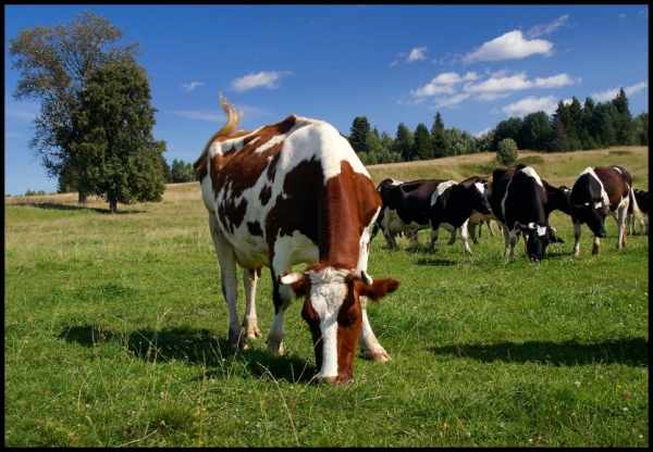 Свежая трава - основа рациона коров большую часть года