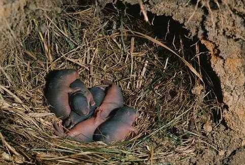 Щенки ондатры в гнезде
