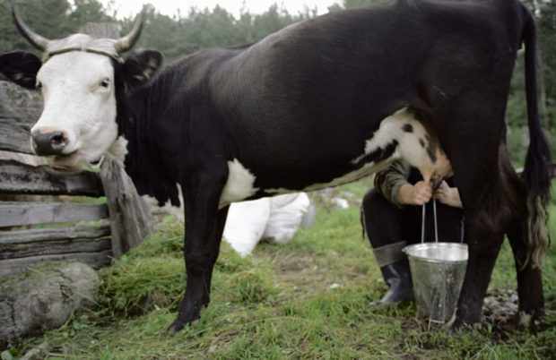 Ручное доение коровы