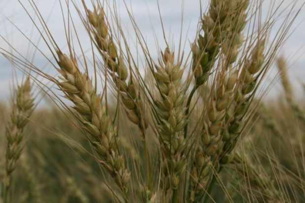 Мягкая пшеница