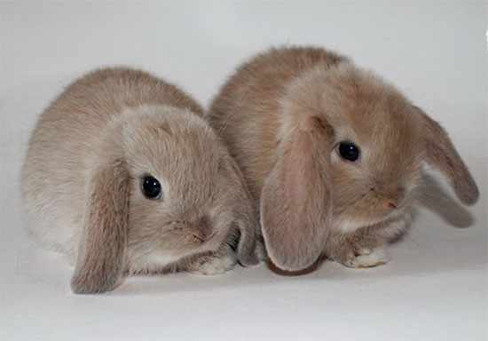 Кролики карликовые бараны