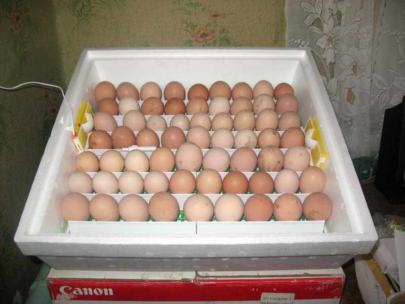 Закладка яиц в инкубатор