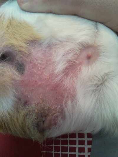 Грибок у свинки - выпадение шерсти и покраснение