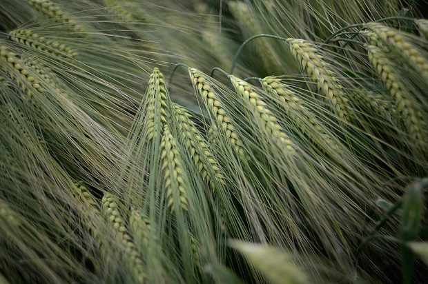 Пшеница Дурум