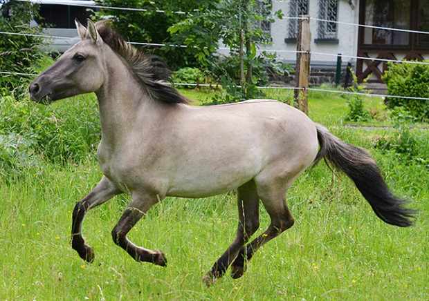 Польская лошадка