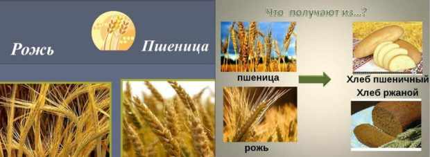 Рожь и пшеница