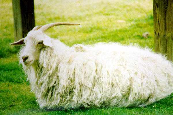 Ангорская коза имеет длинную шерсть