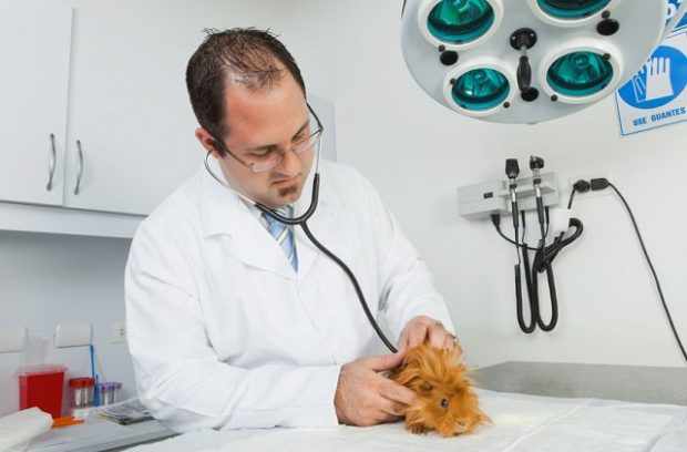 Осмотр ветеринара для диагностики паразитов