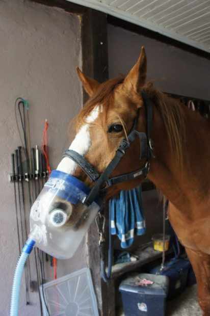 Ингаляция при астме лошади