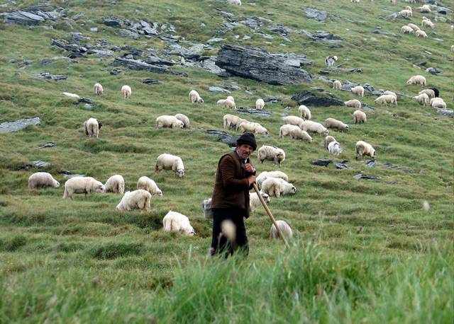 Пастух для овец