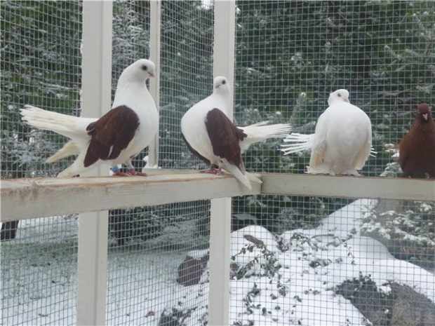 Николаевские голуби, вид мартыновые